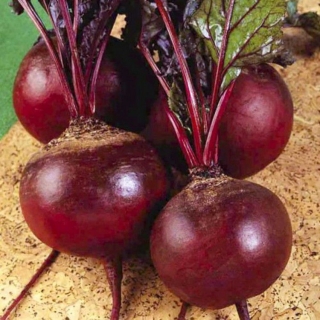 Свекла Детройт [фракция 3,0-4,0 мм] - ООО «Семена Тут»