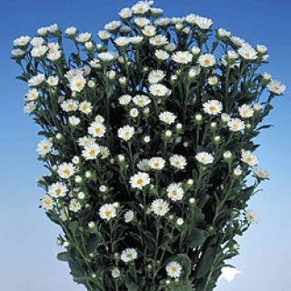 Астра Серенада Вайт  [2500 шт] - ООО «Семена Тут»