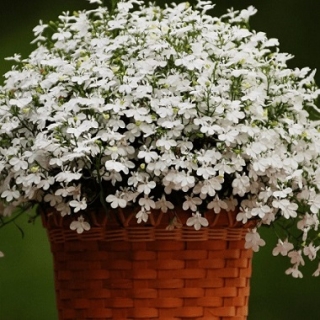 Лобелия плетистая Белый фонтан - ООО «Семена Тут»