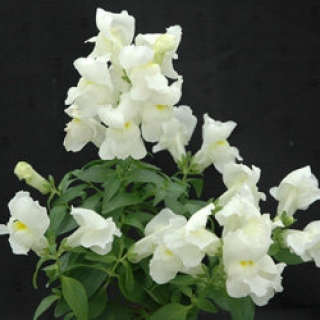 Львиный зев Флорал Шауэрс Вайт [100 шт] - ООО «Семена Тут»