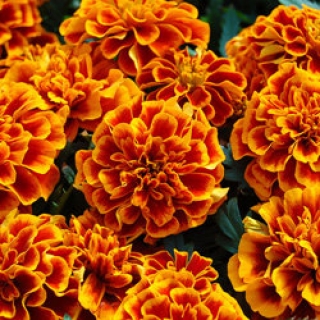 Бархатцы отклоненные Чика Флейм [1000 шт] - ООО «Семена Тут»