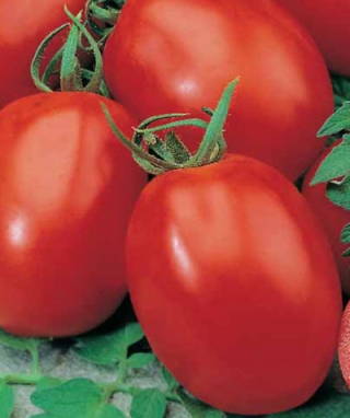 Томат Аделина (инкруст. семена) - ООО «Семена Тут»