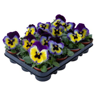 img-2: Виола крупноцветковая Инспайер Плюс Блюберри Лемон [50 шт] - ООО «Семена Тут»