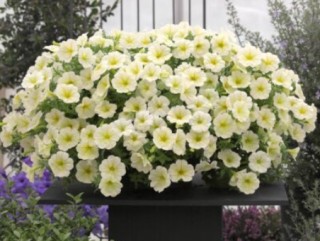 img-2: Петуния ампельная Опера Лемон [1050 драже] - ООО «Семена Тут»