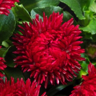 img-0: Маргаритка Бам Бам Ред [1000 шт] - ООО «Семена Тут»