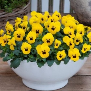 img-0: Виола рогатая Флорал Пауэр F1 Еллоу Блотч [1000 шт] - ООО «Семена Тут»