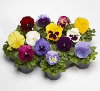 img-1: Виола крупноцветковая Фино F1 Микс [1000 шт] - ООО «Семена Тут»