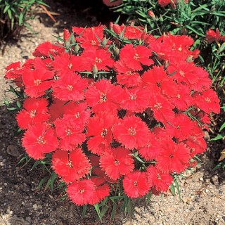 Гвоздика китайская Карпет Файер [500 штук] - ООО «Семена Тут»