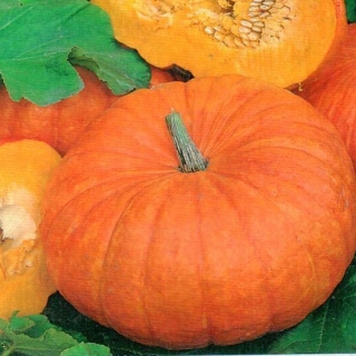 img-0: Тыква Конфетка - ООО «Семена Тут»