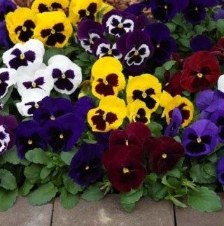 img-0: Виола крупноцветковая Маммот Маскарад Микс [100 шт] - ООО «Семена Тут»