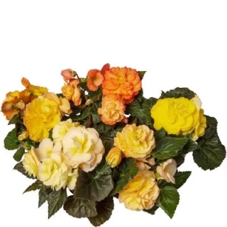 img-1: Бегония клубневая Лимитлесс Сансет [1000 драже] - ООО «Семена Тут»