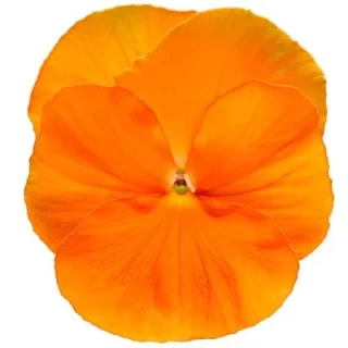 Виола крупноцветковая Дельта Про Клиа Оранж [100 шт] - ООО «Семена Тут»