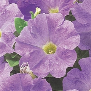 Петуния мультифлора Мираж Лайт Блю [1000 драже] - ООО «Семена Тут»