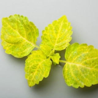 img-1: Колеус Файрвей Еллоу [100 шт] - ООО «Семена Тут»