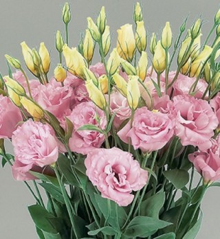 Эустома Супер Мэджик Пинк [1000 драже] - ООО «Семена Тут»