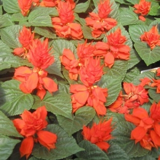 Сальвия сверкающая Дварф Ред - ООО «Семена Тут»