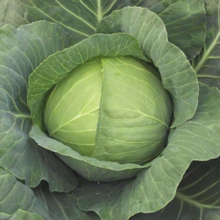 Капуста белокочанная Ройал Вонтаж F1 - ООО «Семена Тут»
