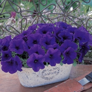 Петуния гибридная Трилоджи Блю [1000 драже] - ООО «Семена Тут»