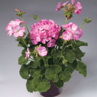 img-0: Пеларгония зональная Апаче Пинк Биколор [1000 шт] - ООО «Семена Тут»