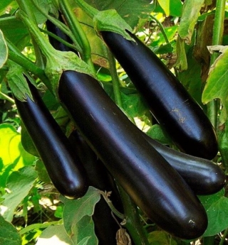 Баклажан Меч Самурая - ООО «Семена Тут»