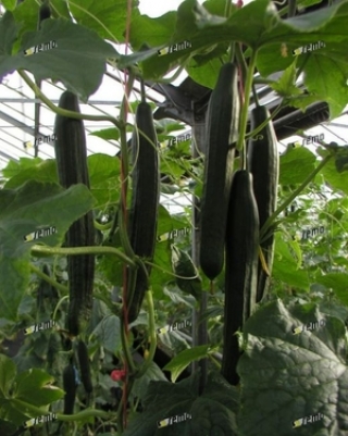 Огурец Карина F1 - ООО «Семена Тут»