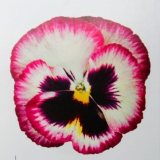 Виола крупноцветковая Колоссус Роуз Медли [1000 шт] - ООО «Семена Тут»