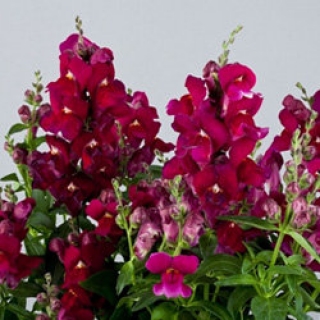 Львиный зев Флорал Шауэрс Парпл [1000 шт] - ООО «Семена Тут»