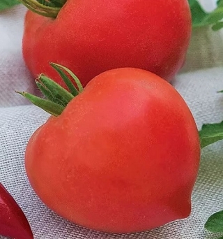 Томат Донской F1 - ООО «Семена Тут»