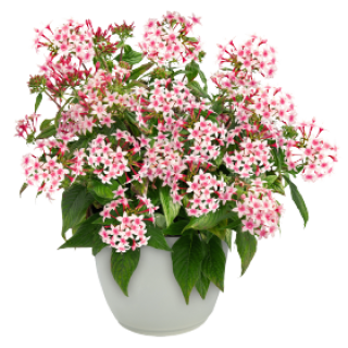 Пентас Граффити 20/20 Эппелблоссом [1000 драже] - ООО «Семена Тут»