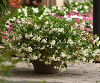 img-1: Бегония гибридная Хула Блаш [100 драже] - ООО «Семена Тут»