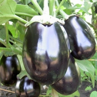 img-1: Баклажан Черный красавец - ООО «Семена Тут»