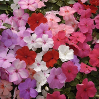 Бальзамин Баланс Микс [5000 шт] - ООО «Семена Тут»