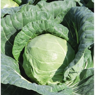 Капуста белокочанная Тиара F1 - ООО «Семена Тут»
