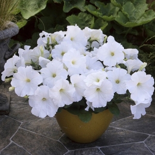 img-0: Петуния гибридная Трилоджи Вайт [50 драже] - ООО «Семена Тут»