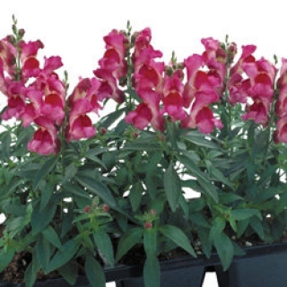 Львиный зев Флорал Шауэрс Фуксия  [100 шт] - ООО «Семена Тут»