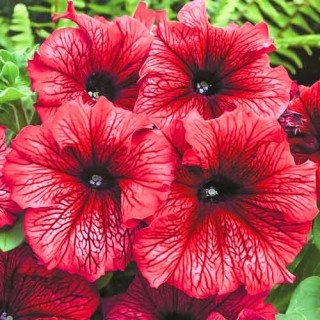 Петуния грандифлора Дэдди Ред [50 драже] - ООО «Семена Тут»