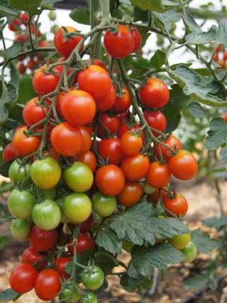 Томат Фаворита F1 - ООО «Семена Тут»