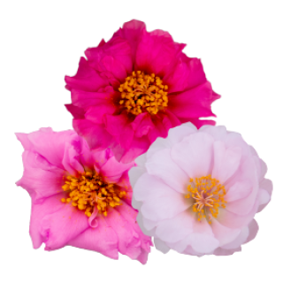 Портулак Сандайл F1 Валентайн микс [250 м/драже] - ООО «Семена Тут»