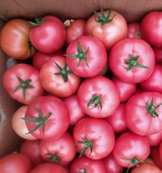 img-0: Томат Пинк Хит F1 - ООО «Семена Тут»