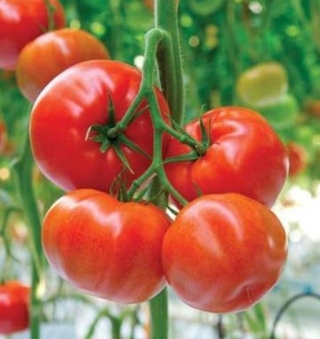 Томат Форонти F1 - ООО «Семена Тут»