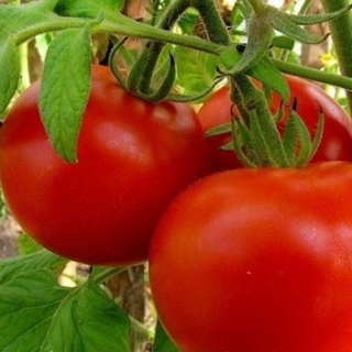 Томат Чирчик  F1 - ООО «Семена Тут»