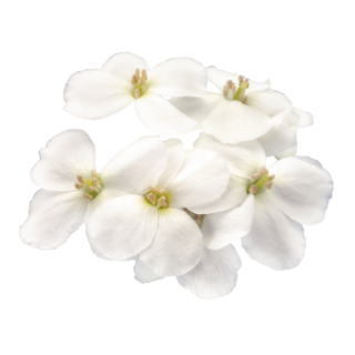 img-1: Арабис кавказский Кэтвок Вайт [100 драже] - ООО «Семена Тут»