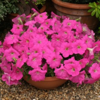 Петуния мультифлора Рапид Брайт Роуз [100 драже] - ООО «Семена Тут»