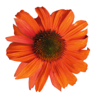 img-0: Эхинацея Поллинейшн Оранж Ред [100 шт] - ООО «Семена Тут»