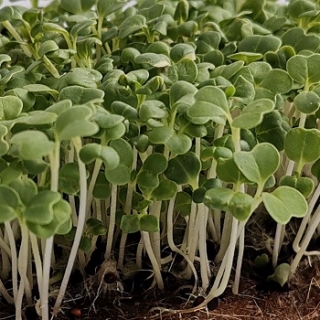 img-0: Капуста японская Мицуна зелёная Кермит МЗ - ООО «Семена Тут»