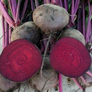 Свекла Игл F1 [фракция 3,2-3,6 мм] - ООО «Семена Тут»