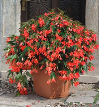 Бегония боливийская Копакабана Лососевая [500 драже] - ООО «Семена Тут»