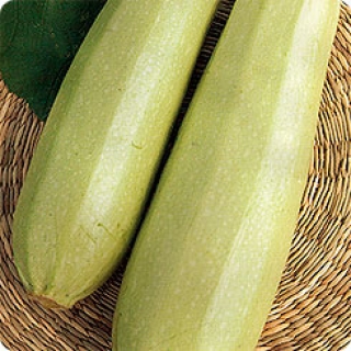 Кабачок Каризма F1 - ООО «Семена Тут»