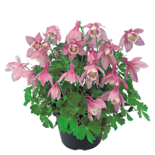 Аквилегия Камео Пинк энд Вайт [100 шт] - ООО «Семена Тут»