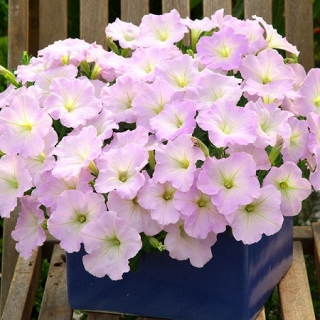 Петуния гибридная Трилоджи Лавендер Пинк [1000 драже] - ООО «Семена Тут»